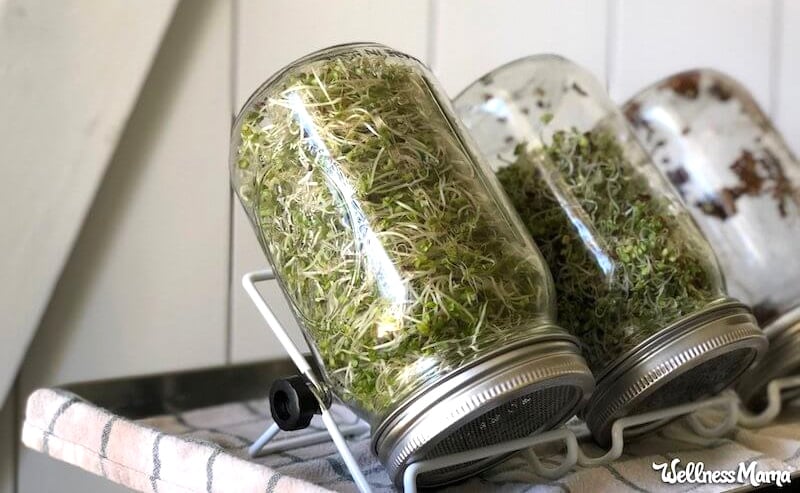 How to grow broccoli sprouts at home