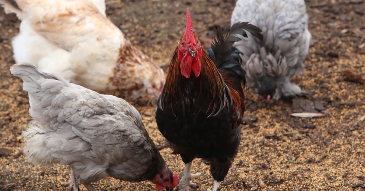How To Keep Backyard Chickens For Eggs & Why It's Good For ...